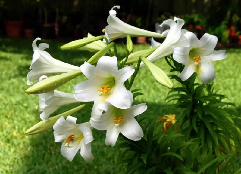 Biết Hoa huệ trắng mọc ở đâu dễ tìm và chăm sóc