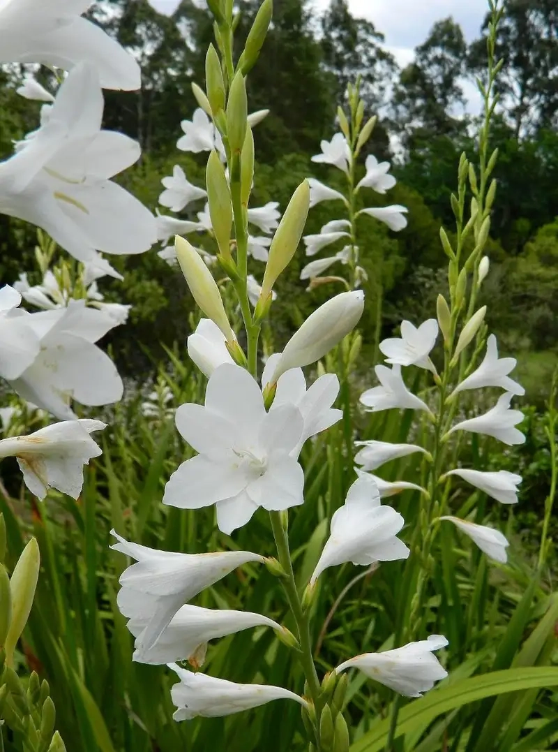 Khám phá Hoa huệ trắng là gì và ý nghĩa tinh khiết
