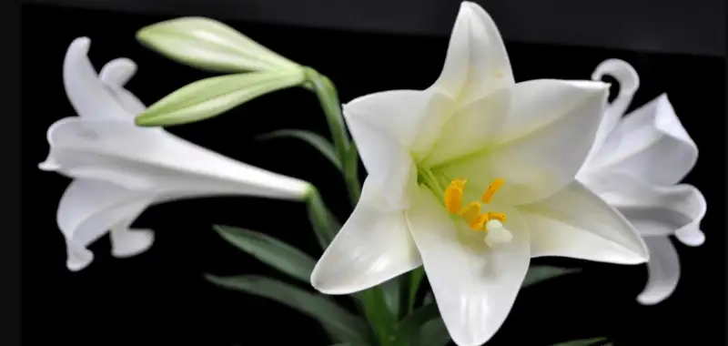 Khám phá Hình dáng hoa huệ trắng thanh lịch tuyệt đẹp