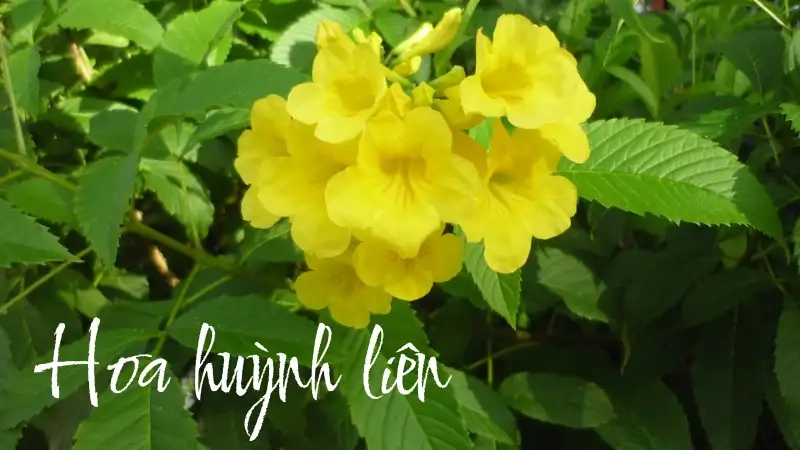 Đặc điểm và ý nghĩa của hoa huỳnh liên