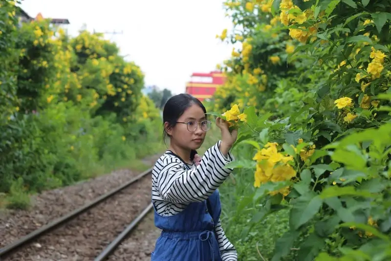 Kinh nghiệm trồng và chăm sóc hoa huỳnh liên