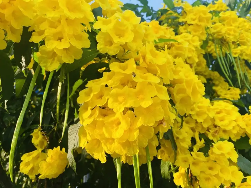 Cách nhân giống hoa huỳnh liên đơn giản hiệu quả