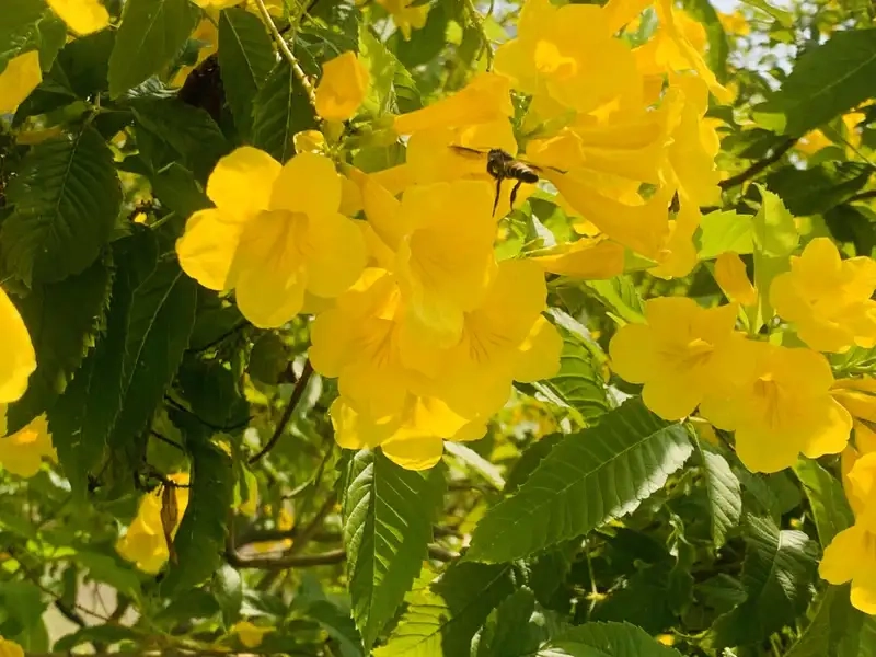 Hoa huỳnh liên làm cảnh lý tưởng trang trí nhà cửa