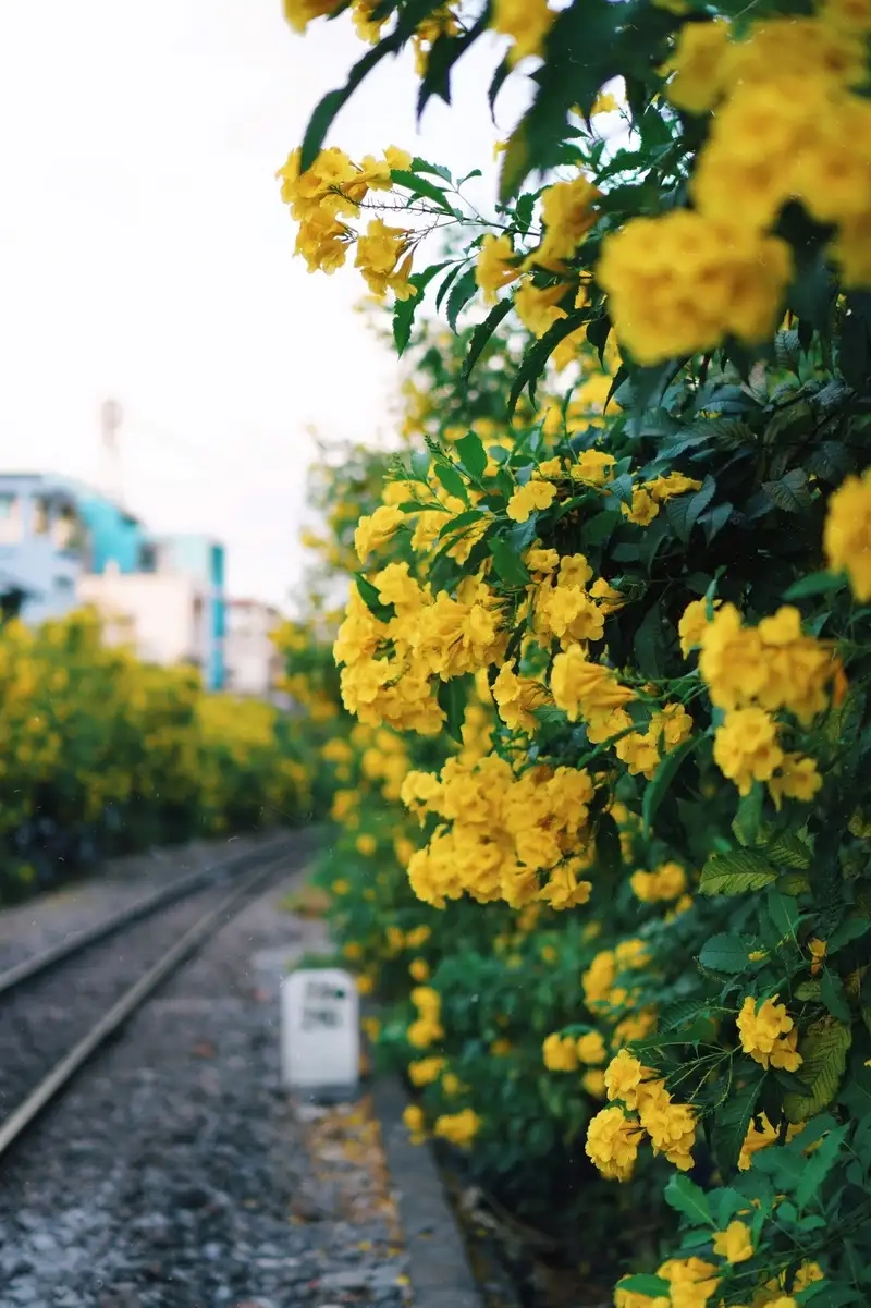 Hoa huỳnh liên thơm không dễ chịu cho không gian