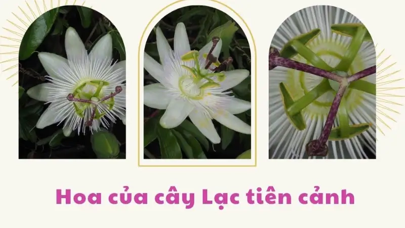 Công dụng nổi bật của Hoa lạc tiên 