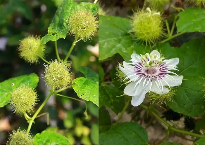 Khám phá Đặc điểm hoa lạc tiên chi tiết và sinh động