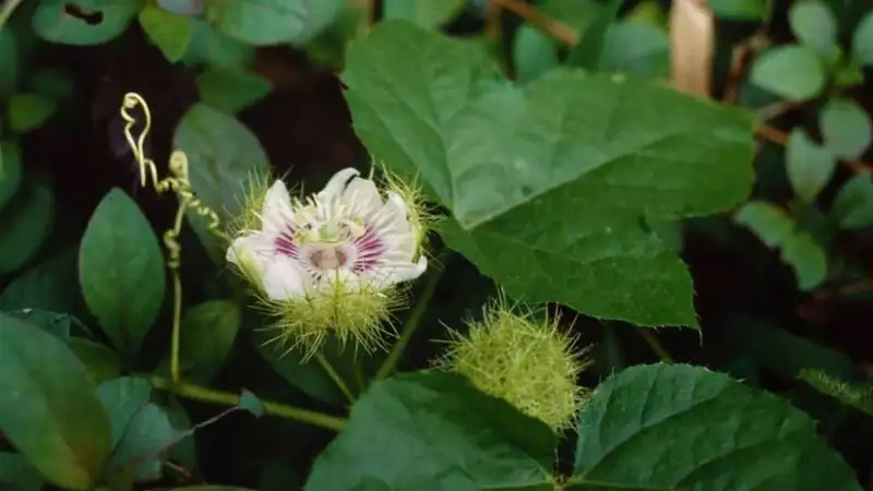Kinh nghiệm chọn và bảo quản Hoa lạc tiên