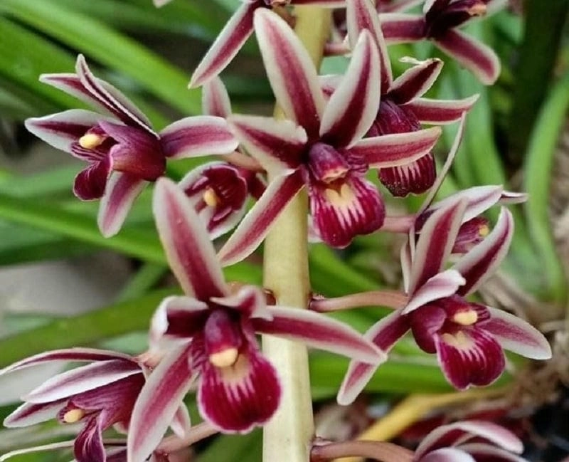 Hoa lan kiếm hợp đất gì dễ sống phát triển nhanh