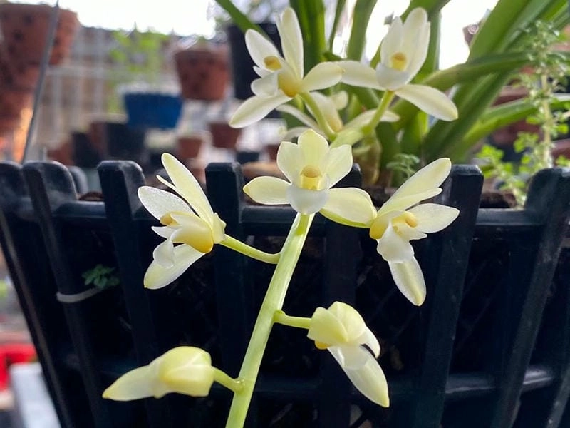 Áp dụng cách kích hoa lan kiếm nở đẹp đơn giản hiệu quả