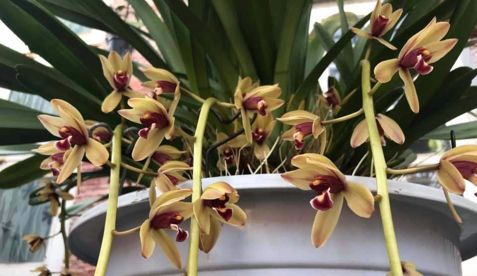 Tổng hợp hình ảnh các loại lan kiếm đẹp mắt