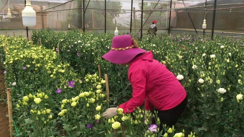 Không gian ngọt ngào với hoa tường vi màu hồng trang trí cửa sổ