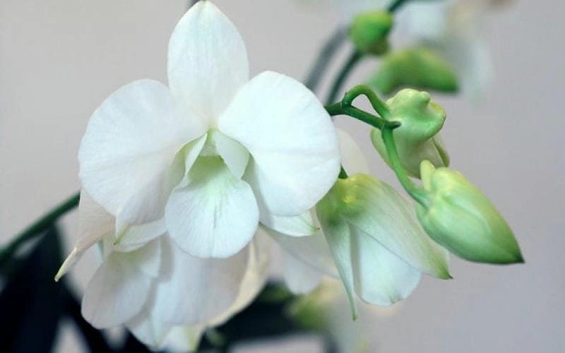 Bật mí hoa tường vi ý nghĩa và cách chọn màu hợp dịp lễ