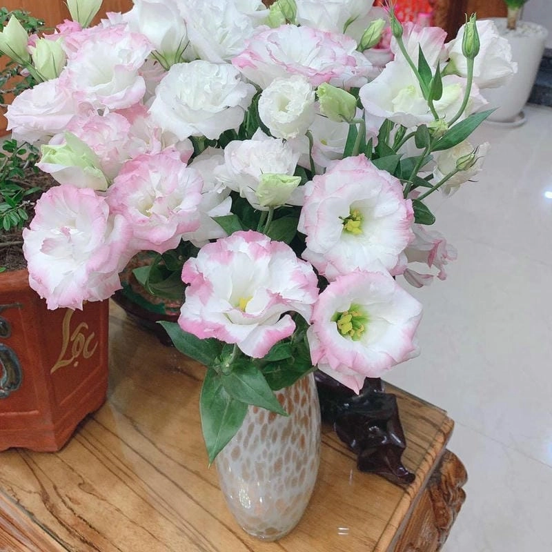 Khám phá hoa tường vi ý nghĩa và thông điệp yêu thương gửi gắm