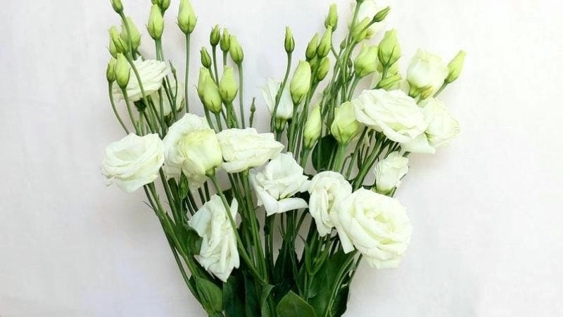 Tìm hiểu sâu ý nghĩa của hoa lan tường trong phong thủy Việt