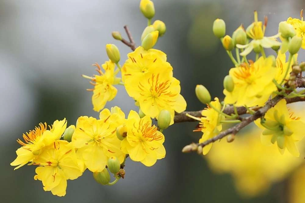 Nhẹ nhàng điểm xuyết nhà cửa bằng cành mai vàng