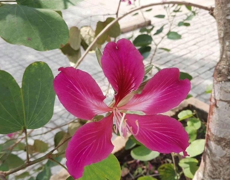 Lá hoa móng bò hình gì giống tim chia đôi độc đáo