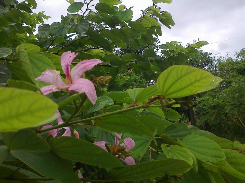 Rễ cây hoa móng bò lan rộng giúp cây đứng vững