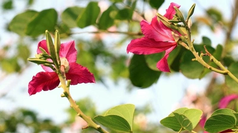 Hoa móng bò mang ý nghĩa may mắn không có ý nghĩa cát tường