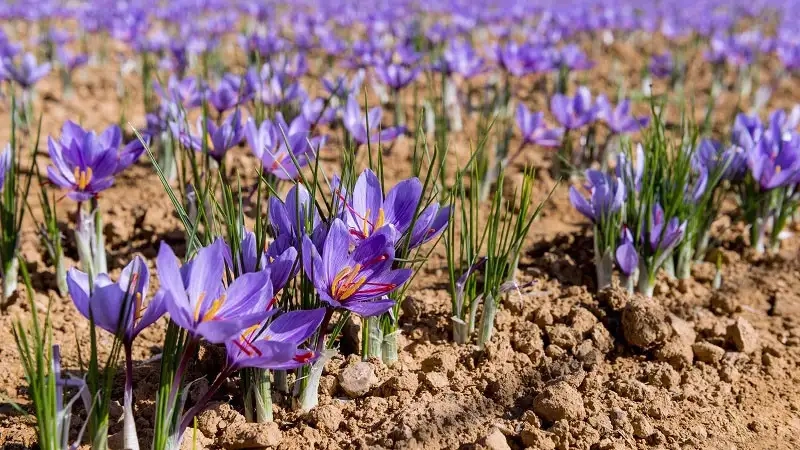 Đặc điểm nổi bật của hoa nghệ tây dễ nhận biết