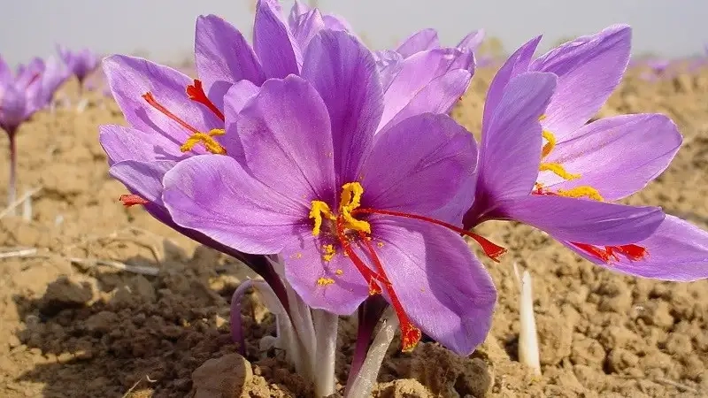 Trải nghiệm lợi ích của hoa nghệ tây cho cơ thể khỏe mạnh