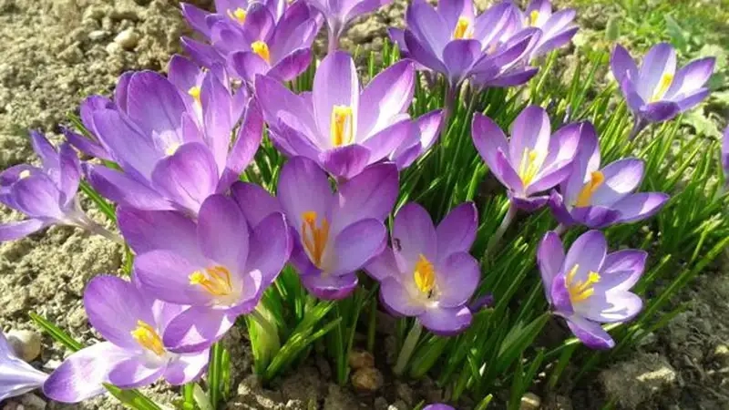 Khám phá hoa nghệ tây tốt cho tim mạch hàng ngày