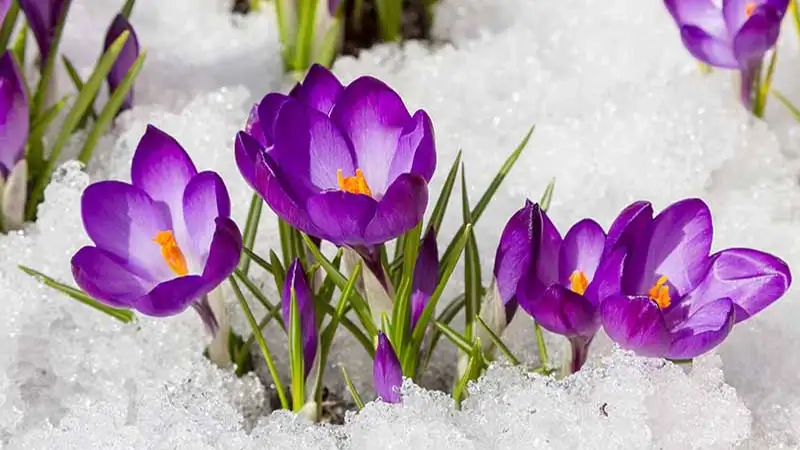 Khám phá hoa nghệ tây Ấn Độ nổi tiếng chất lượng cao