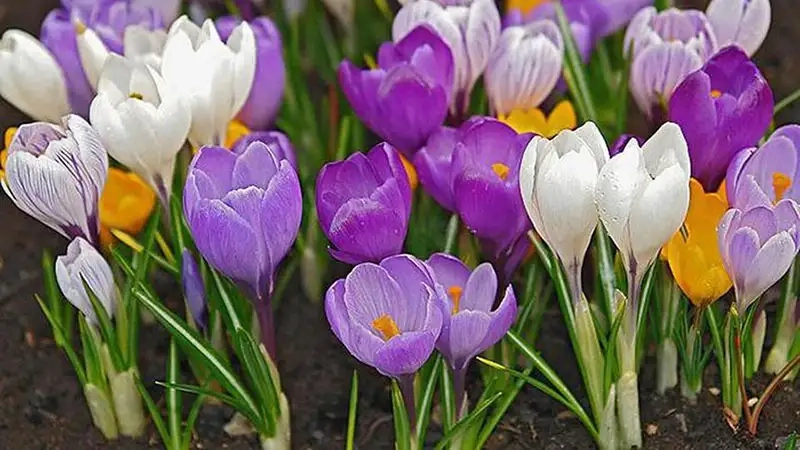 Ngắm ảnh hoa nghệ tây đẹp và tinh tế