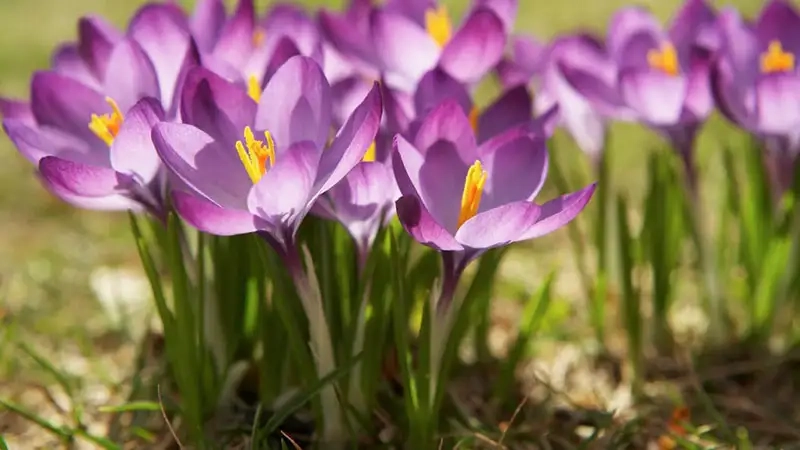 Thử hoa nghệ tây làm đẹp da an toàn và tự nhiên