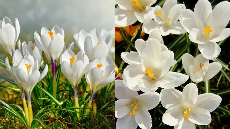 Chọn hoa nghệ tây nguyên nhụy để giữ trọn hương vị