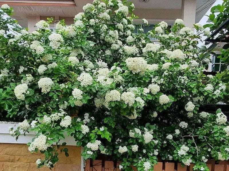 Hoa nguyệt quế ra hoa khi nào để chăm đúng thời điểm