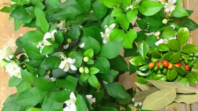 Hoa nguyệt quế thơm dịu nhẹ và dễ chịu quanh sân