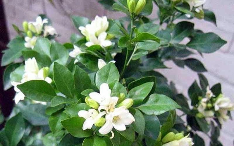 Cây hoa nguyệt quế cổ thụ mang vẻ đẹp lâu năm