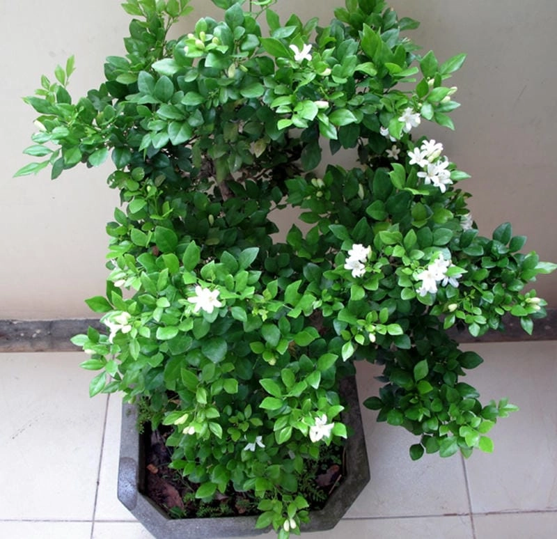 Hoa nguyệt quế mua ở đâu chất lượng dễ tìm