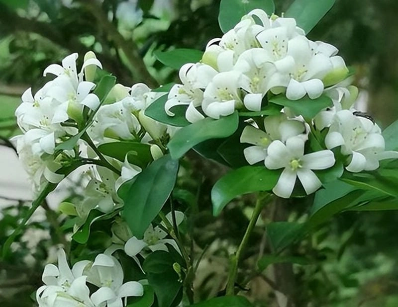 Hoa nguyệt quế hợp tuổi nào nên chọn theo phong thủy