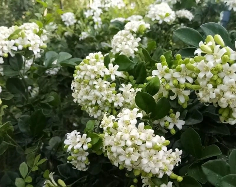 Hoa nguyệt quế phong thủy hút tài lộc cho gia chủ