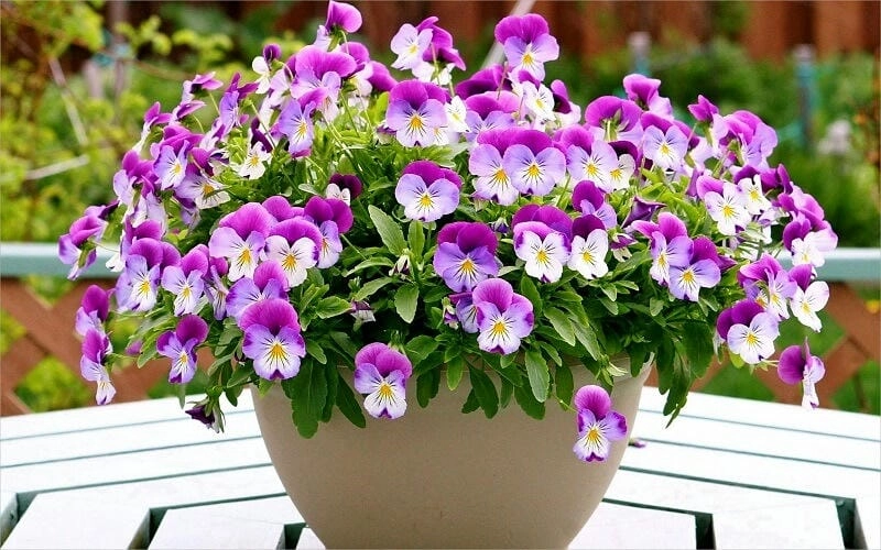 Hướng dẫn đơn giản hoa păng xê cách trồng tại nhà