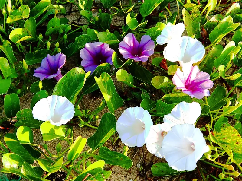 Ý nghĩa giản dị của hoa rau muống