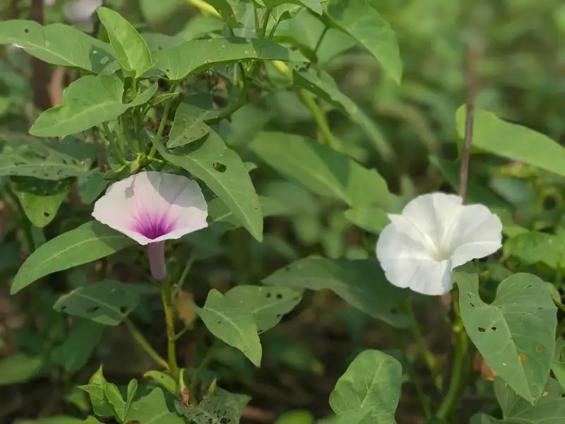 Ảnh hoa rau muống đẹp mê hoặc mắt mọi người