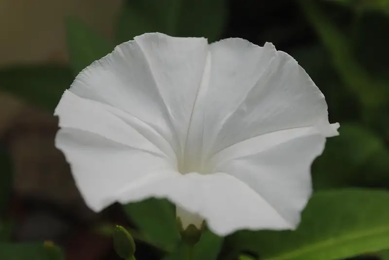 Bó hoa rau muống tươi thắm cho không gian sống