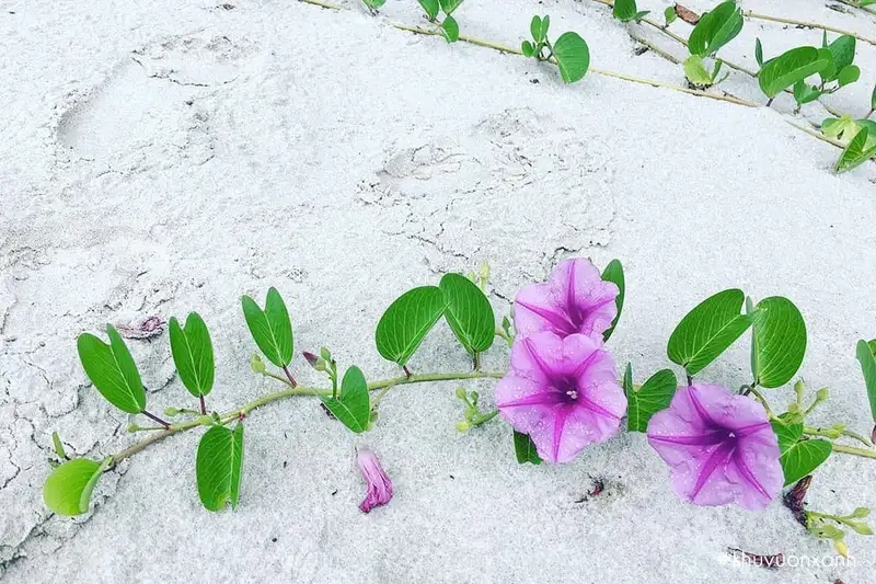 Cây hoa muống biển mang sắc tím dịu dàng