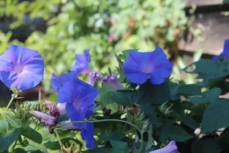 Cây hoa rau muống xanh tốt và sinh trưởng khỏe