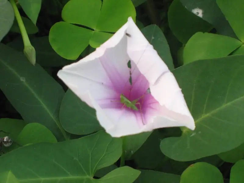 Hoa màu tím giống hoa rau muống nổi bật giữa vườn