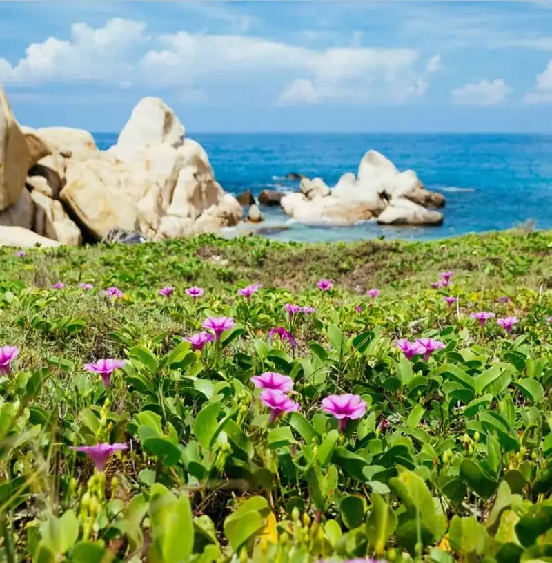 Hoa rau muong bien thích hợp trồng gần bờ biển