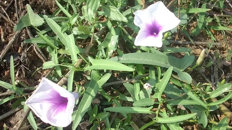 Hoa rau muong giản dị nhưng rất thu hút ánh nhìn