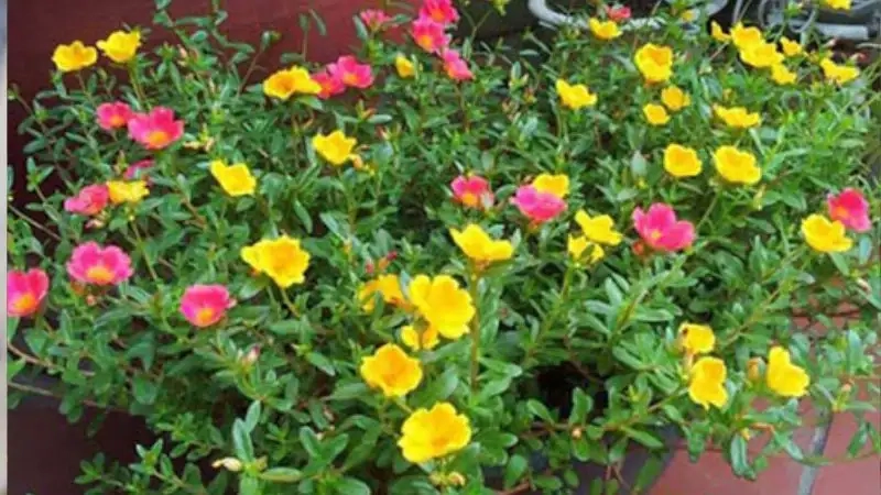 Hoa sam cảnh nhiều màu mang vẻ đẹp sống động và thu hút ánh nhìn