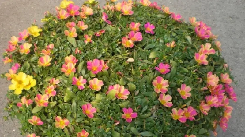 Chậu hoa sam cảnh giúp không gian thêm xanh và thư giãn