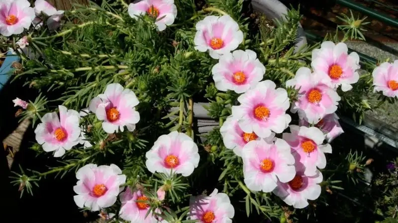 Hoa sam cảnh nhiều cánh tạo hiệu ứng hoa nở rực rỡ