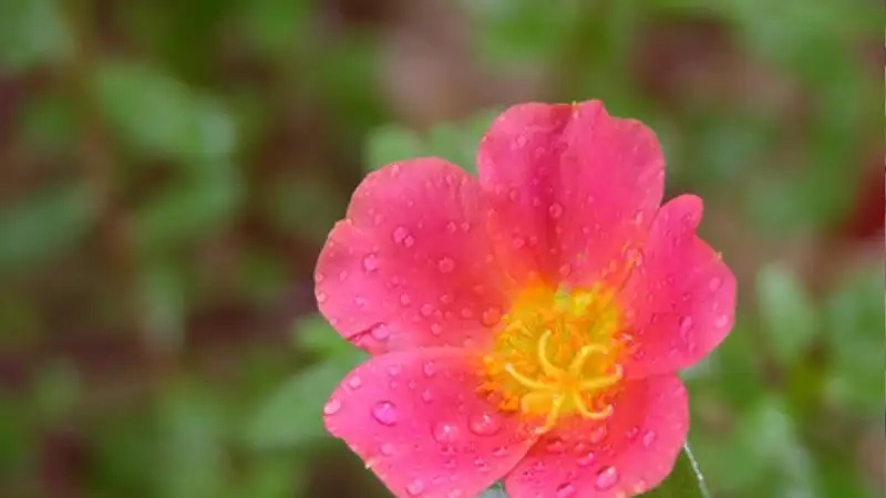 Trồng hoa sam cảnh vừa đẹp vừa mang ý nghĩa phong thủy