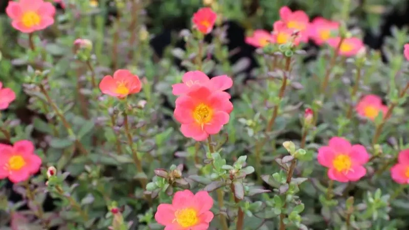 Shop bán hoa sam cảnh đẹp cung cấp đa dạng lựa chọn cho bạn