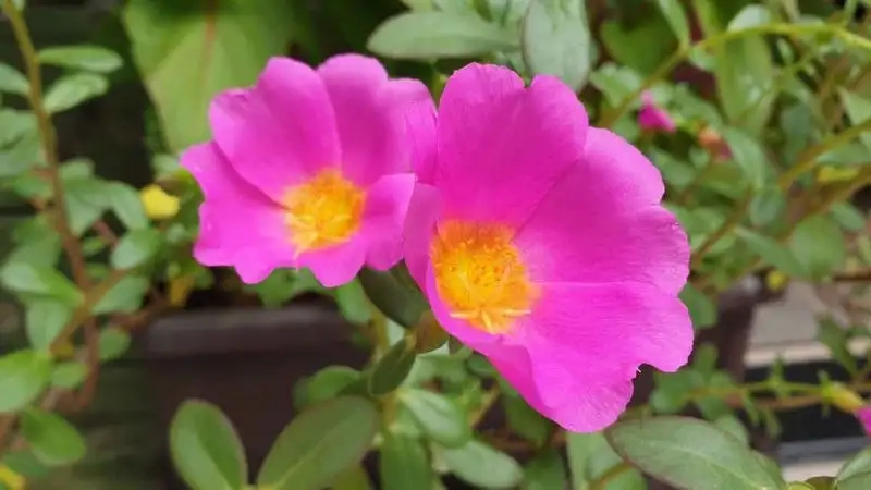 Kinh nghiệm chăm sóc Hoa sam cảnh luôn xanh tươi